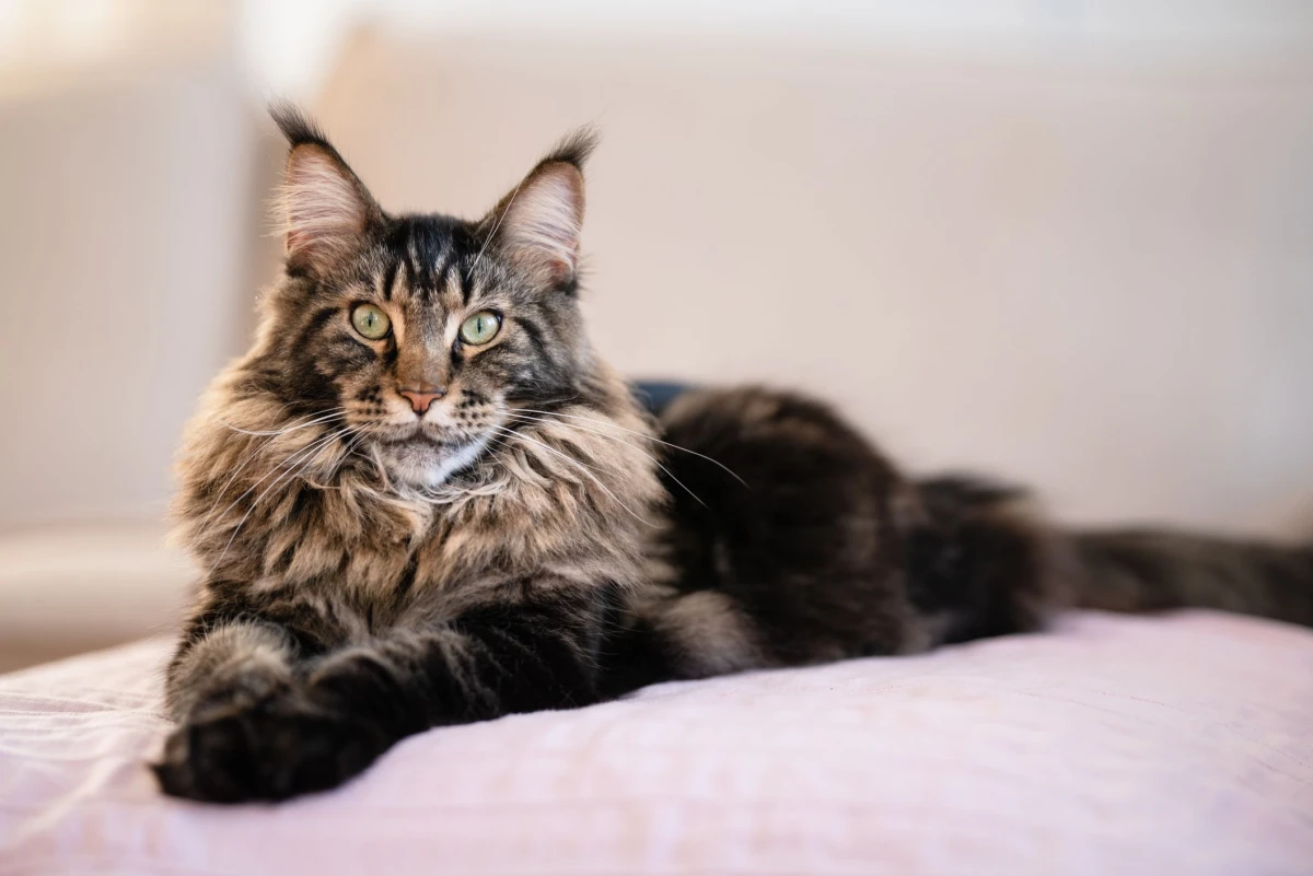 affectionate cat breed brown maine coon cat