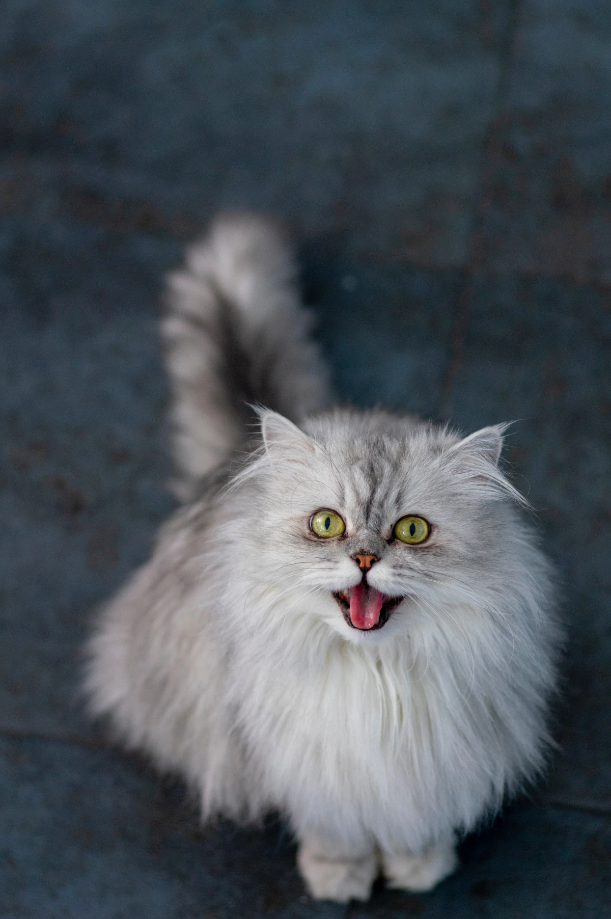 affectionate cat breed persian cat with green eyes