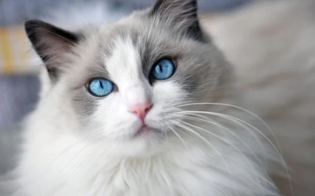 affectionate cat breed ragdoll cat with blue eyes