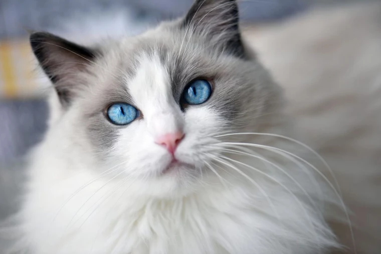 affectionate cat breed ragdoll cat with blue eyes