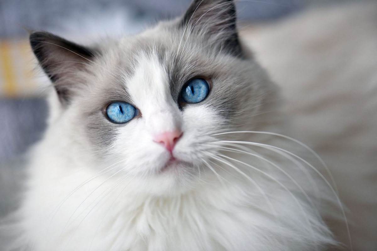 Purrfect For Cuddling! The 5 Most Affectionate Cat Breeds