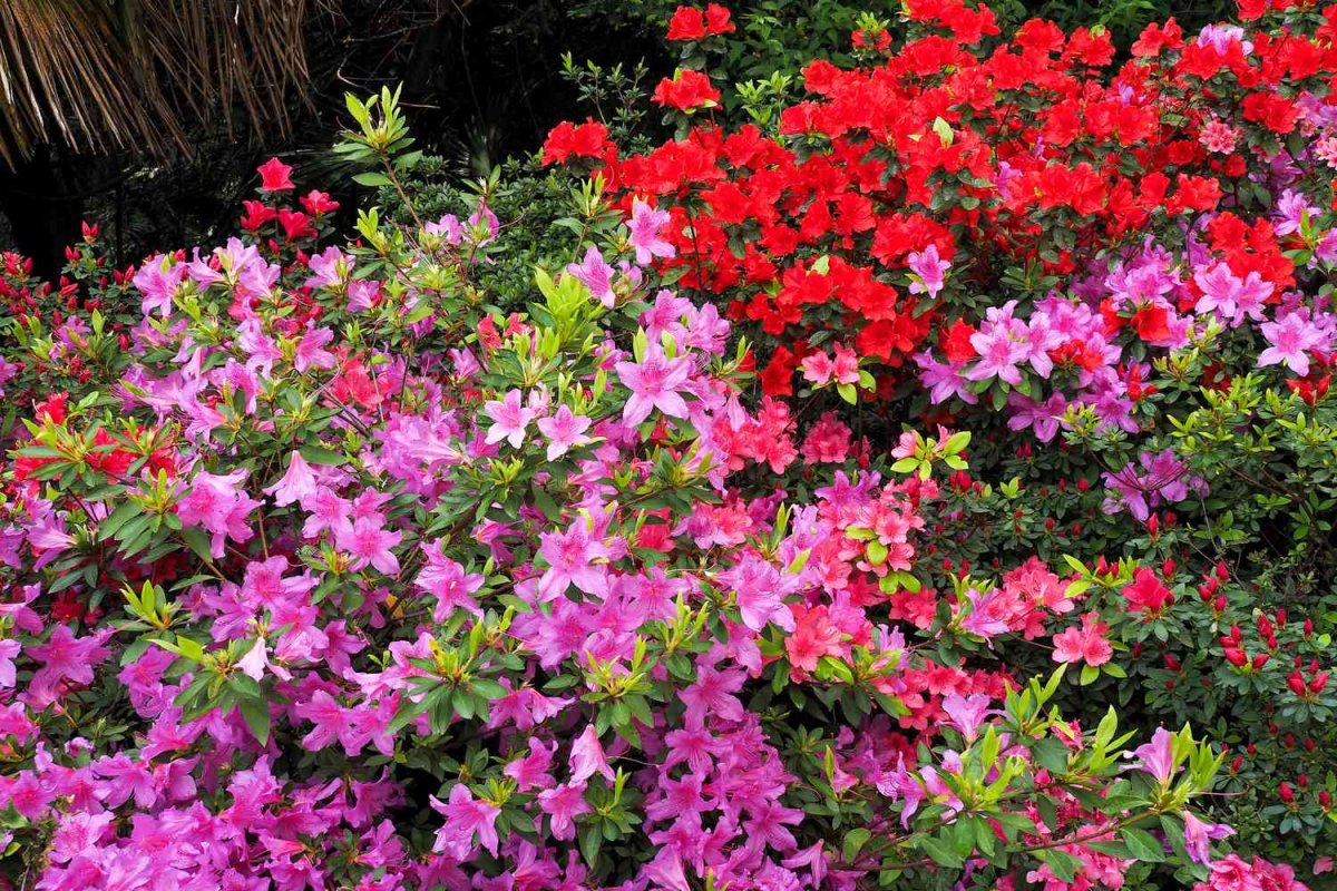 azalea best evergreen shrubs for cottage garden