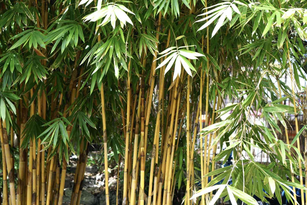 bamboo best evergreen shrubs for garden