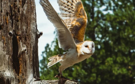 barn owl getting ready for flight