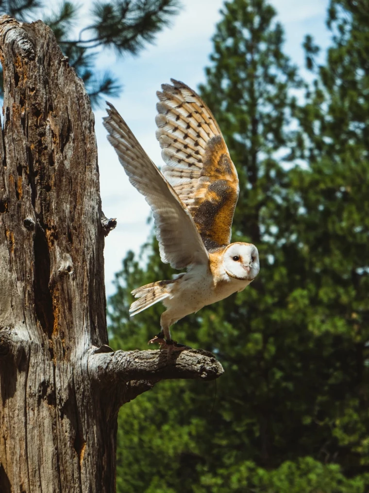 barn owl getting ready for flight