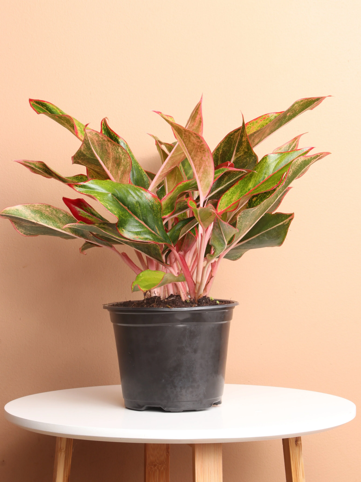 best fall houseplants.jpg