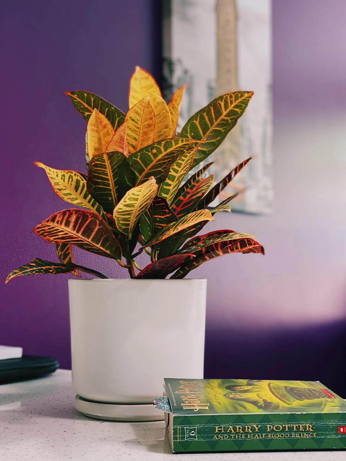 best houseplants for fall