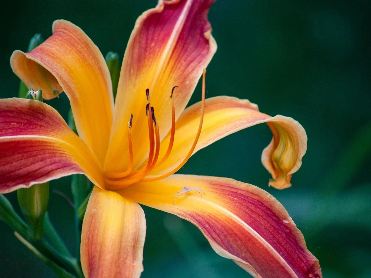 best plants for clay soil day lily flower