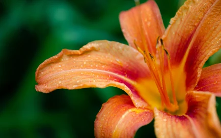 best plants for clay soil daylily in red and orange