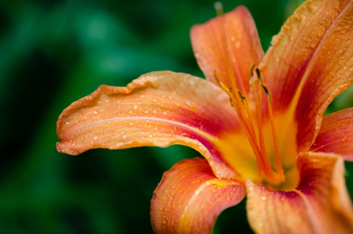 best plants for clay soil daylily in red and orange