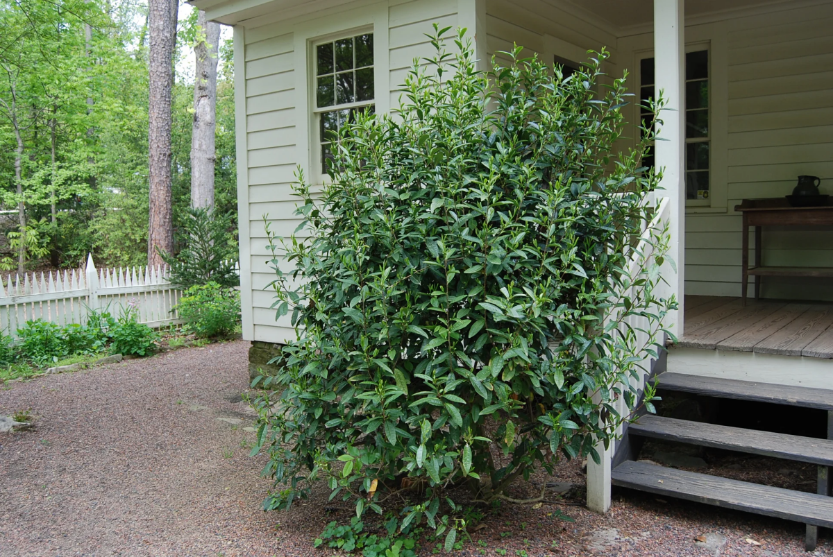 camellia sinensis evergreen trees for small gardens