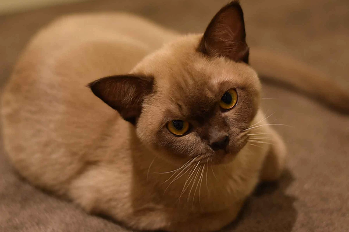 cat breeds that live the longest brown burmese cat