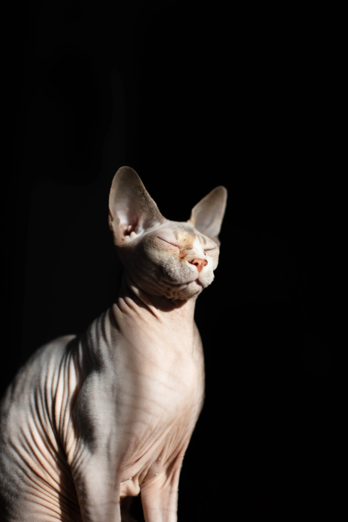 cat breeds that live the longest hairless sphynx cat
