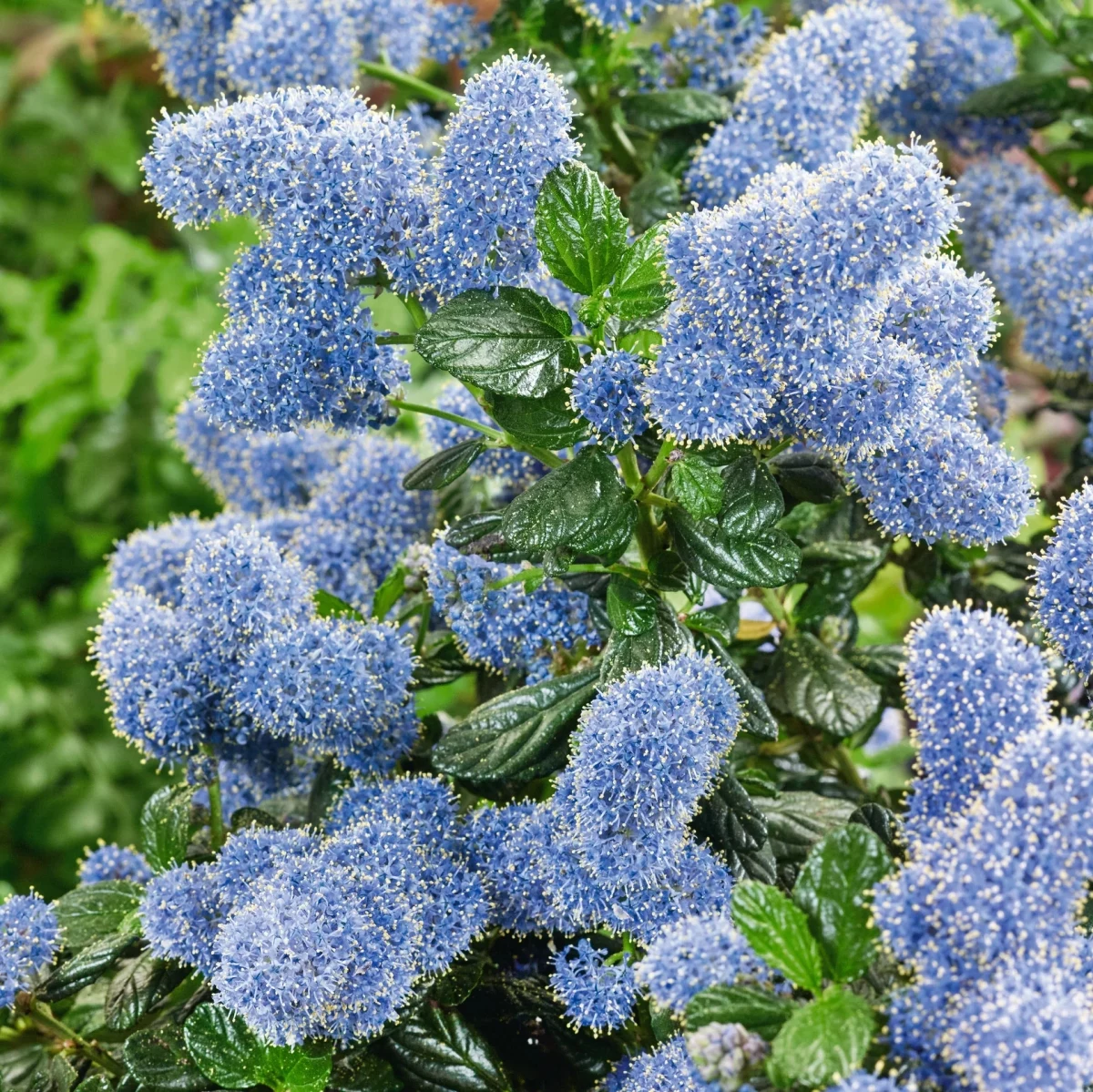 ceanothus evergreen shrubs ideas.jpg