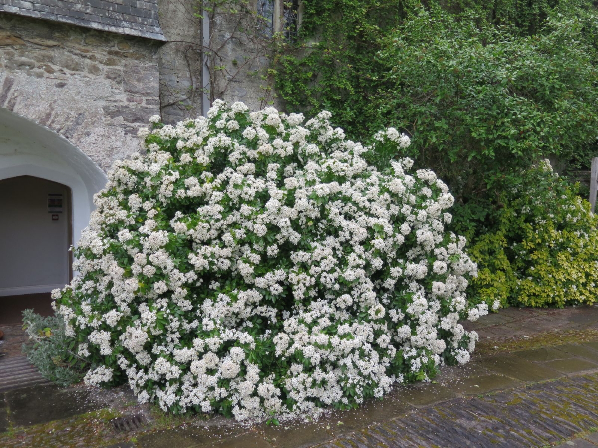 choisya evergreen shrubs for the garden