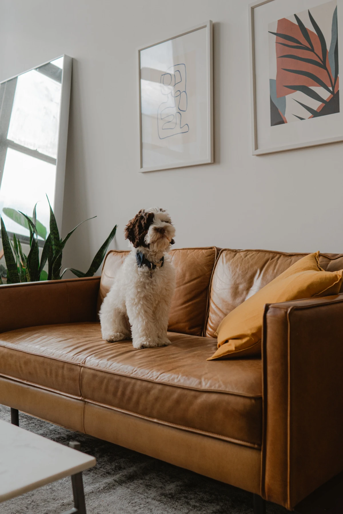 dog on leather couch