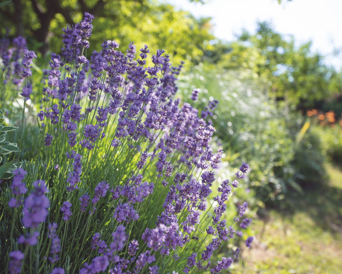 evergreen shrubs for garden borders