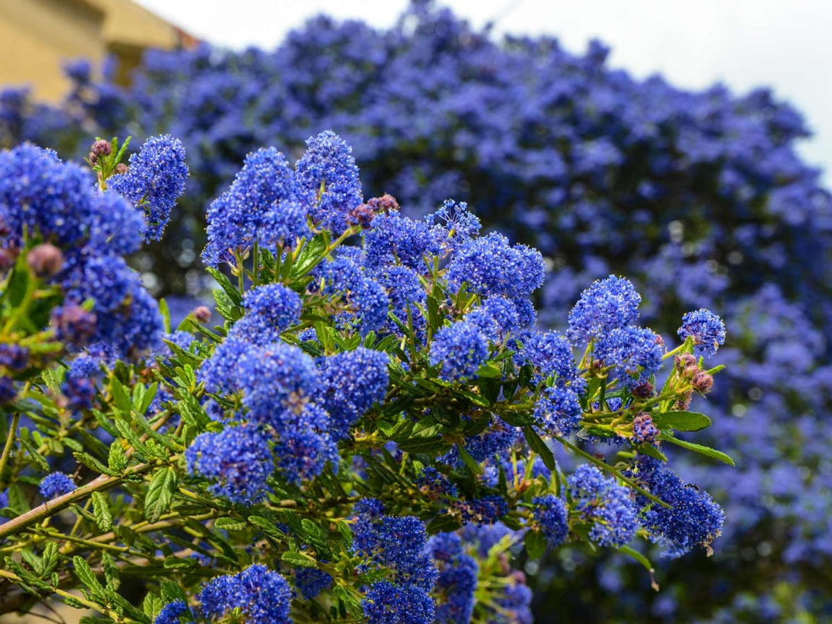 Lasting Beauty: 8 Stunning Evergreen Shrubs for Your Garden