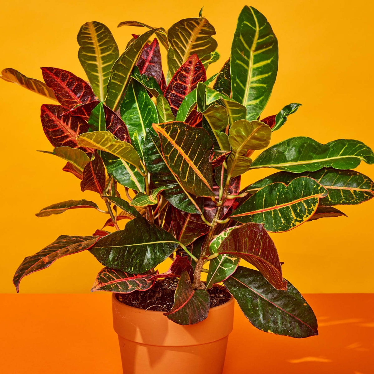 Fall Houseplants – 7 Plants to Elevate Your Autumn Decor