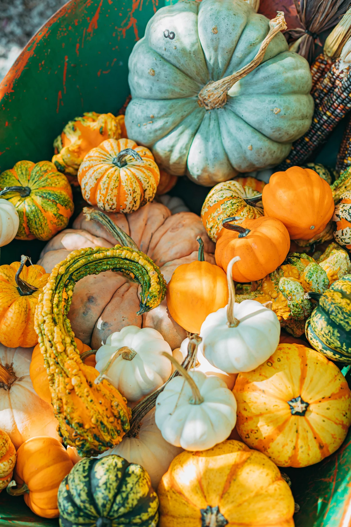 fall superfoods different types of pumpkins