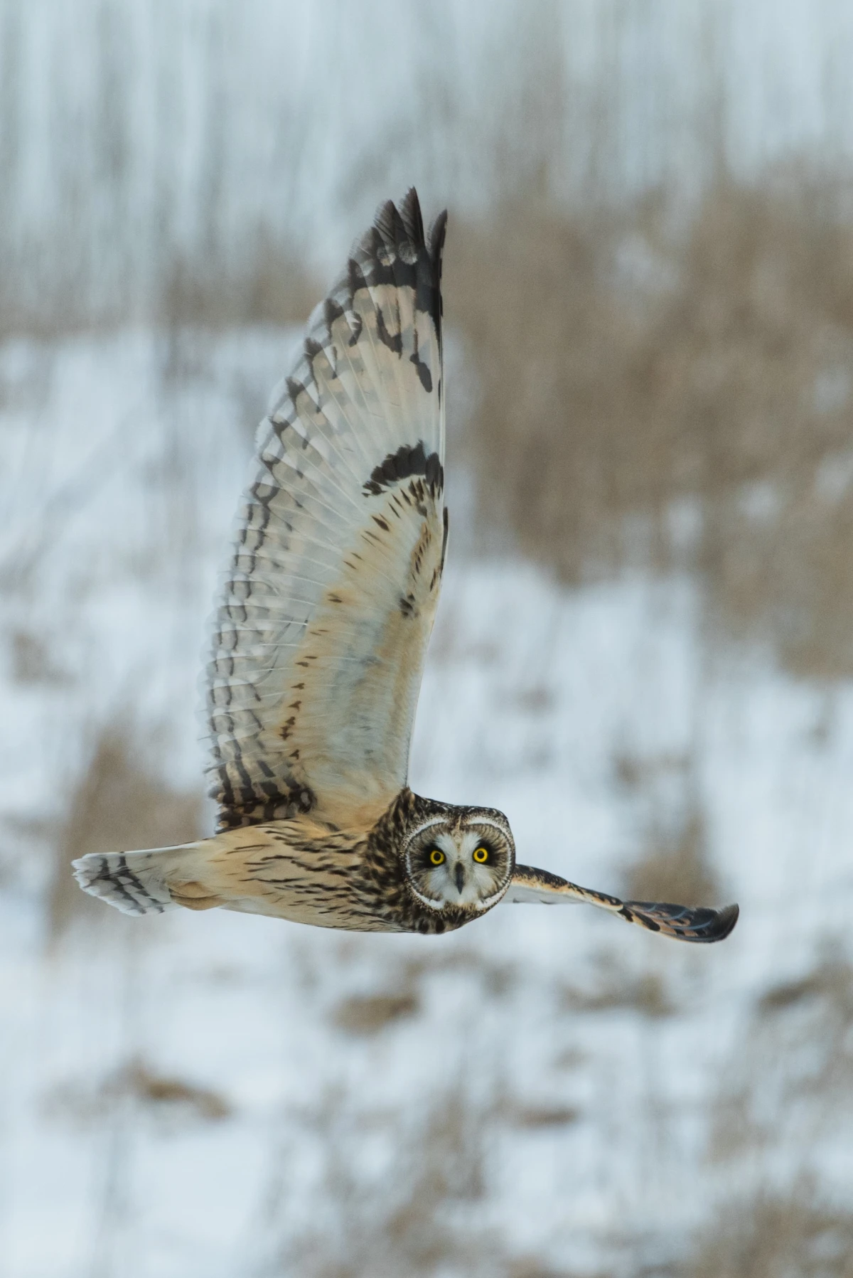 flying owl in winter