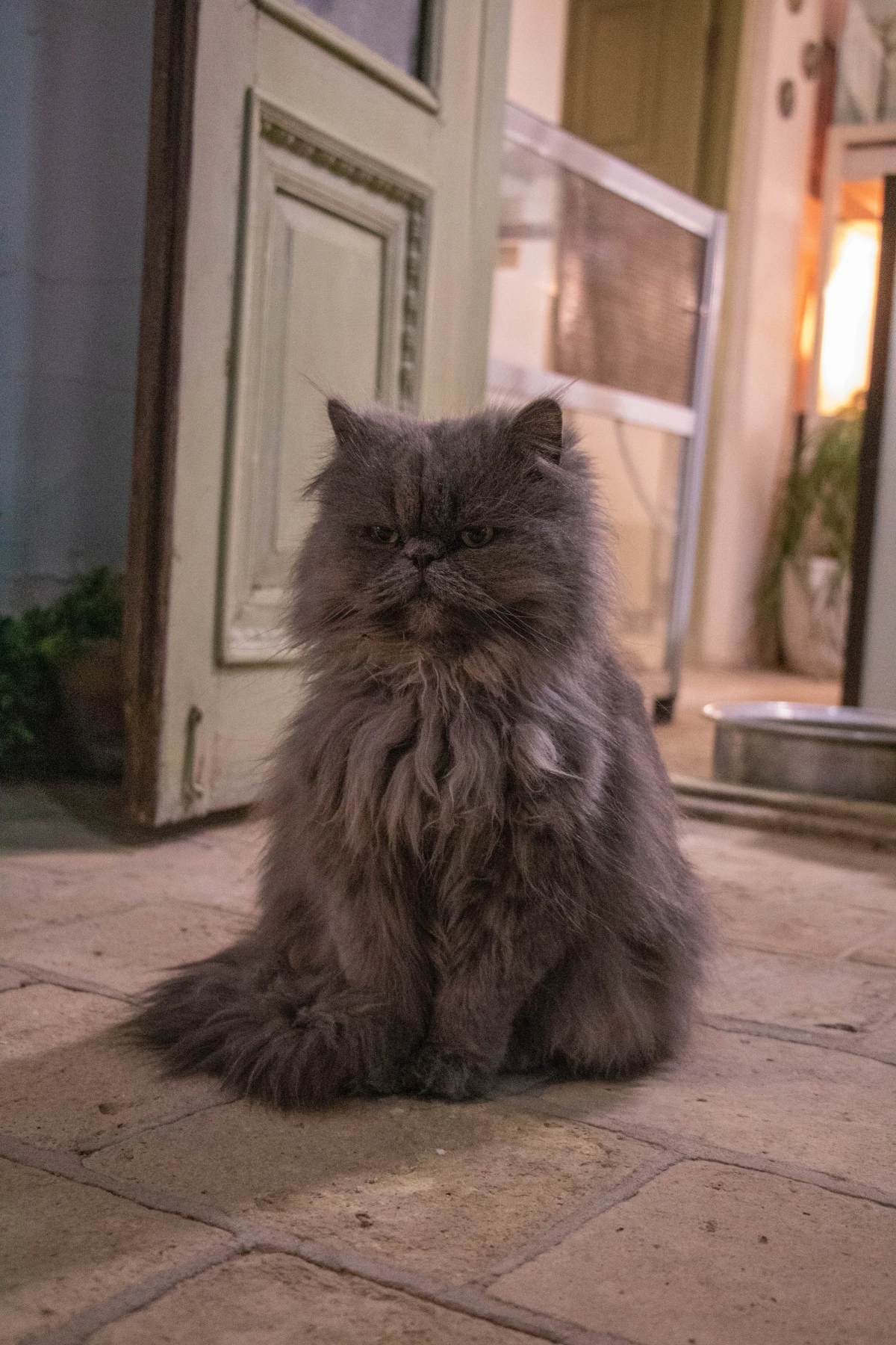 gray and grumpy persian cat