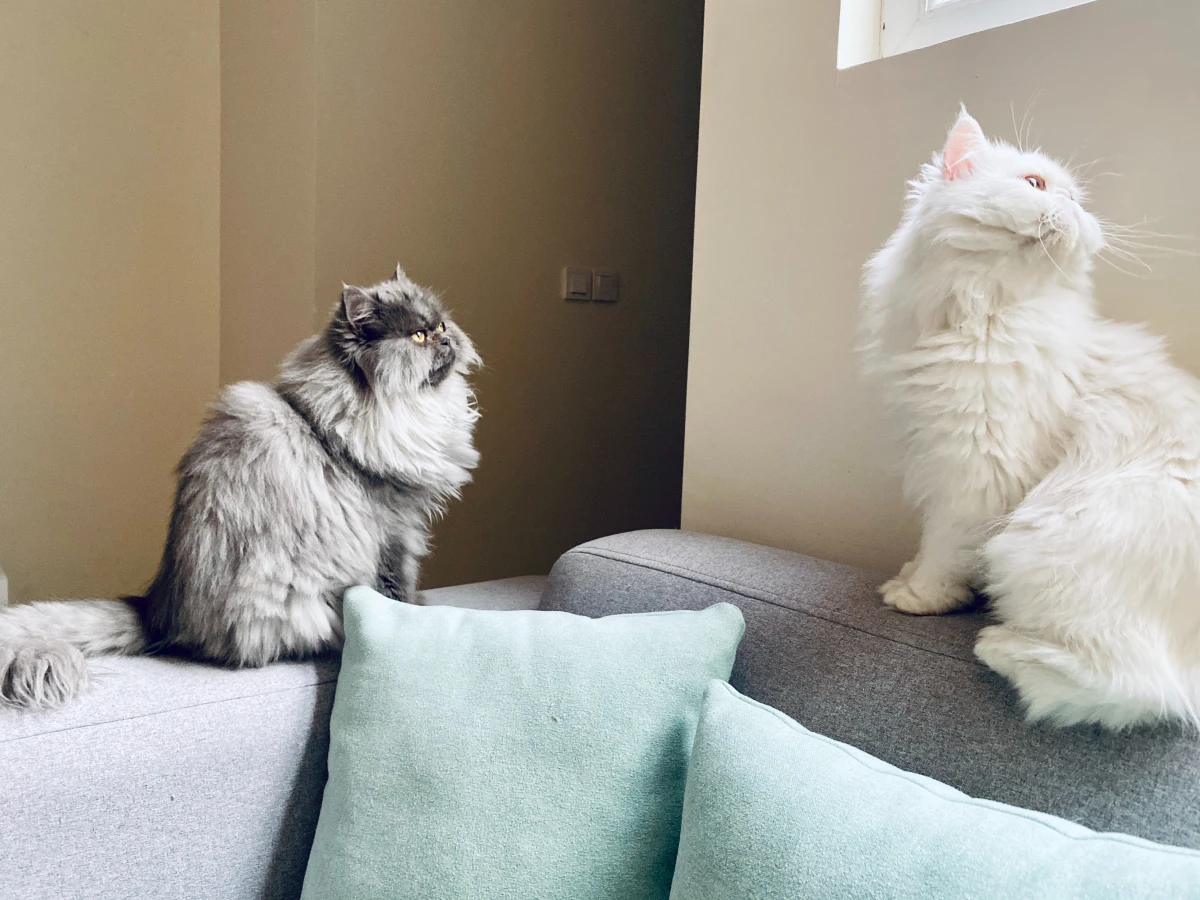 high maintenance cat breeds two persian cats
