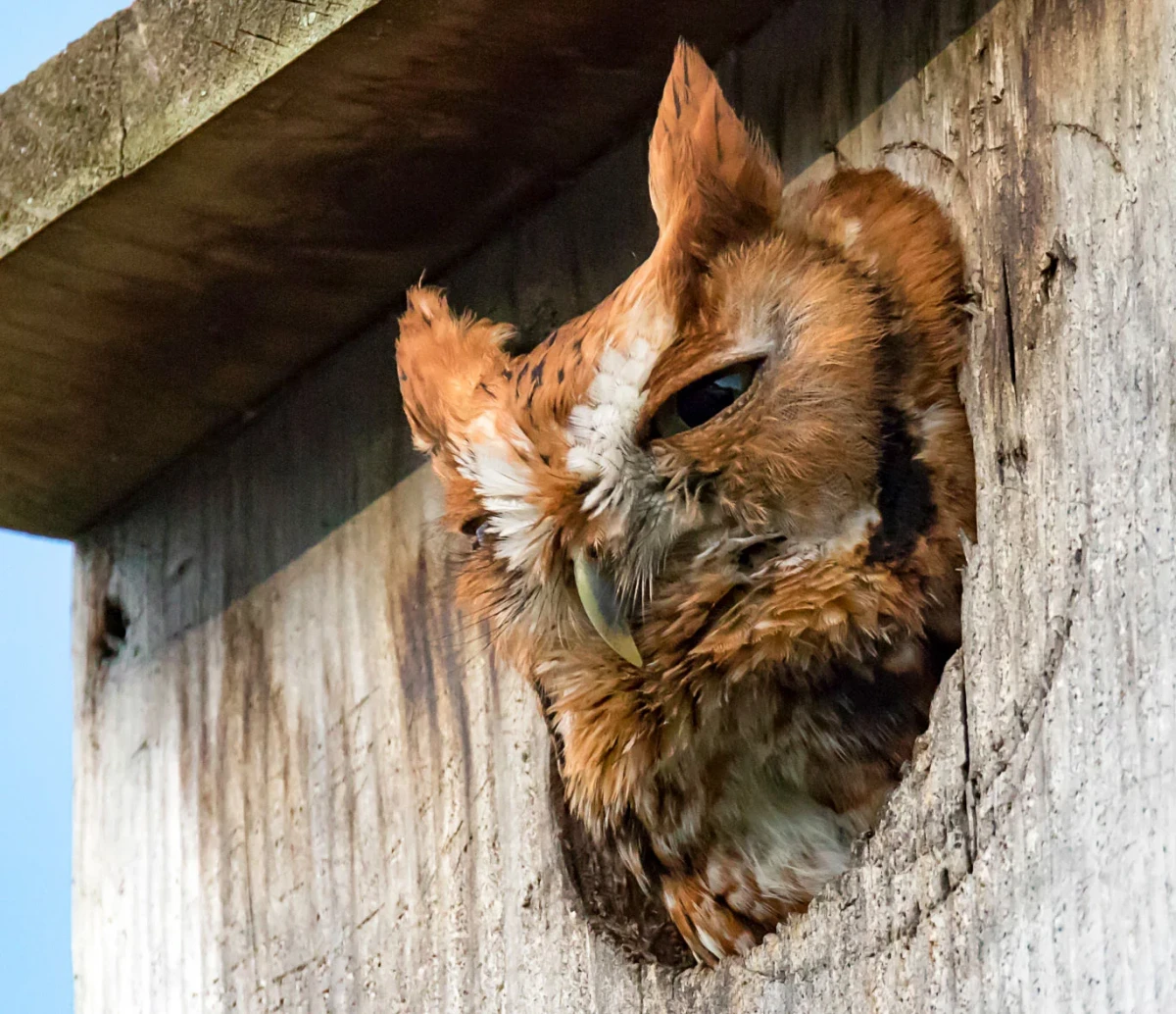 how to attract owls owl peaking out from nest box