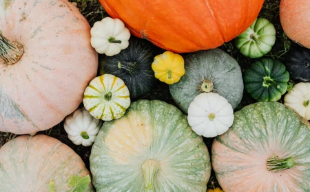 how to choose a good pumpkin for cooking