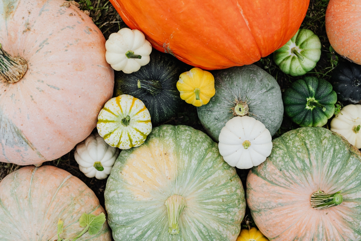 How to Choose the Best Pumpkins Every Time (Tips & Tricks)