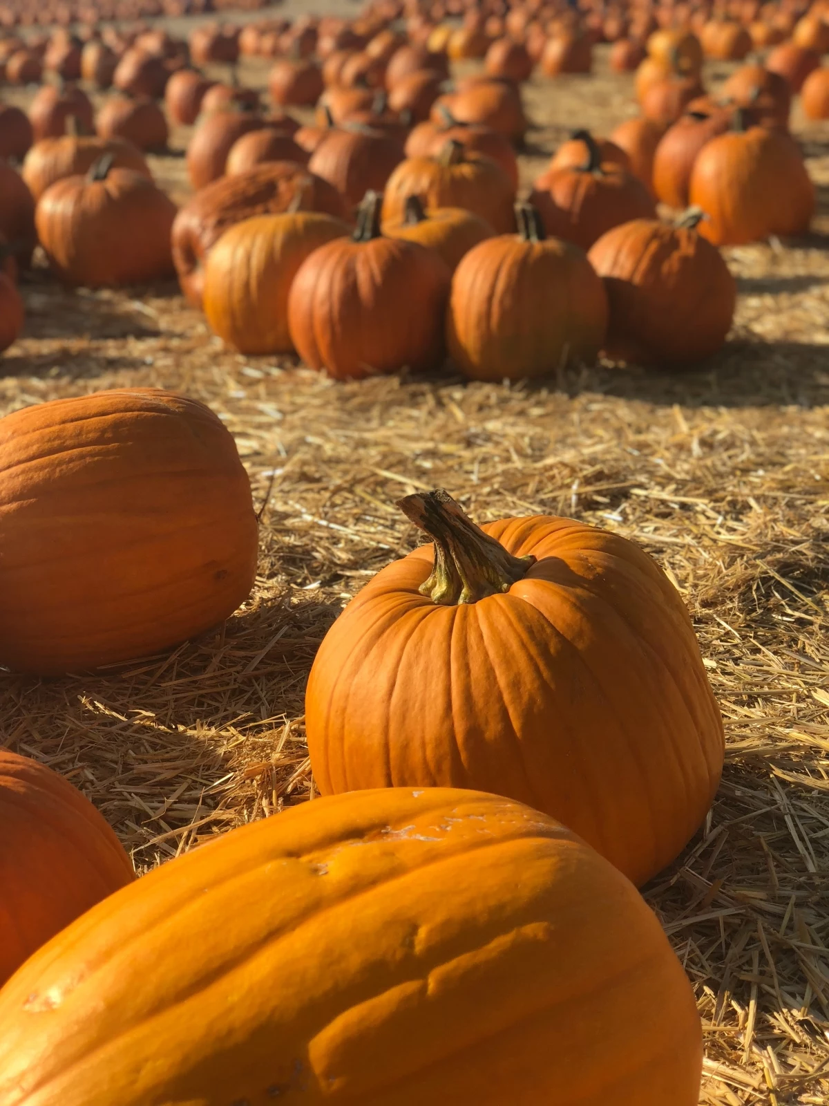 how to choose a good pumpkin