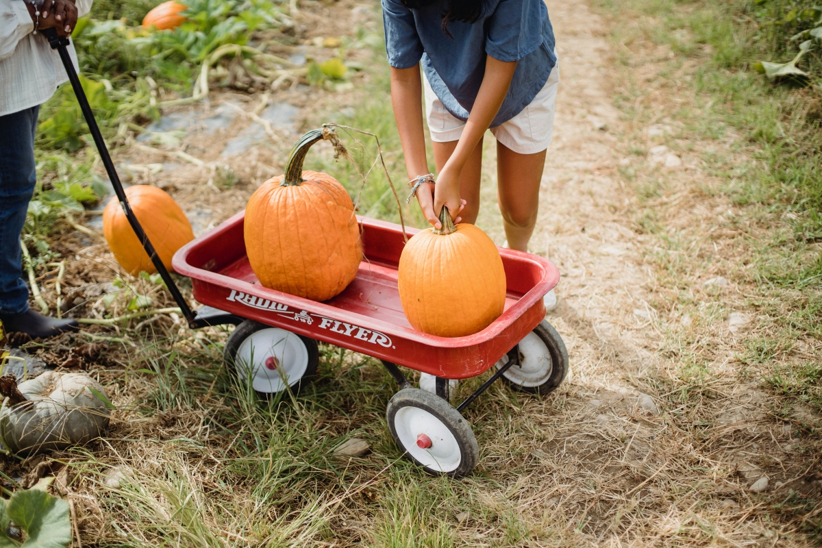 how to choose a pumpkin for cooking