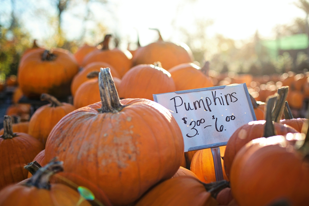how to choose the best pumpkins