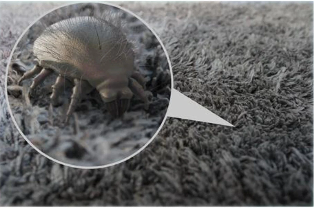 how to get rid of dust mites dust mite on carpet