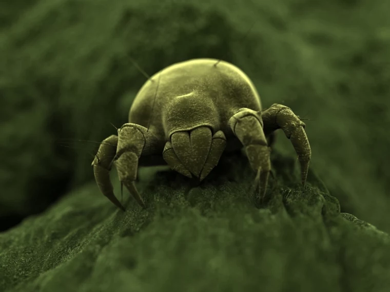 how to get rid of dust mites green dust mite