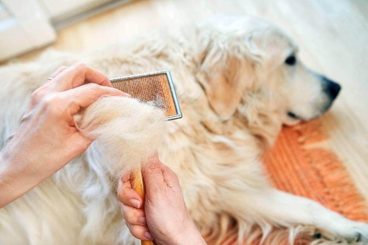 how to get rid of pet hair on clothes
