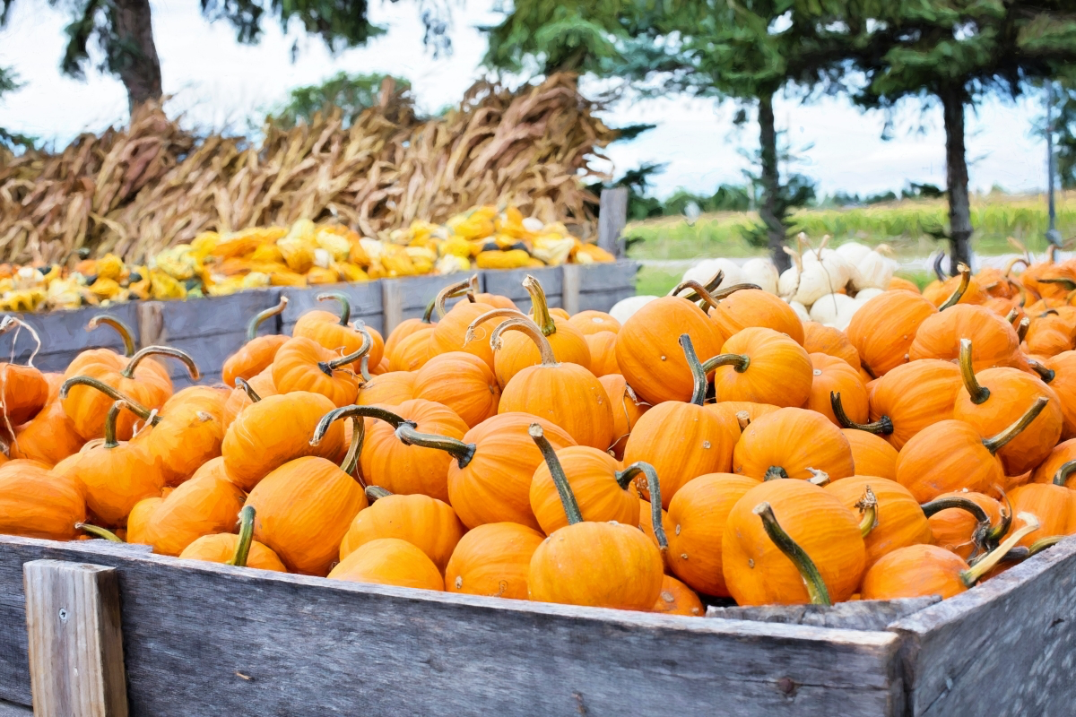 how to pick the best pumpkin