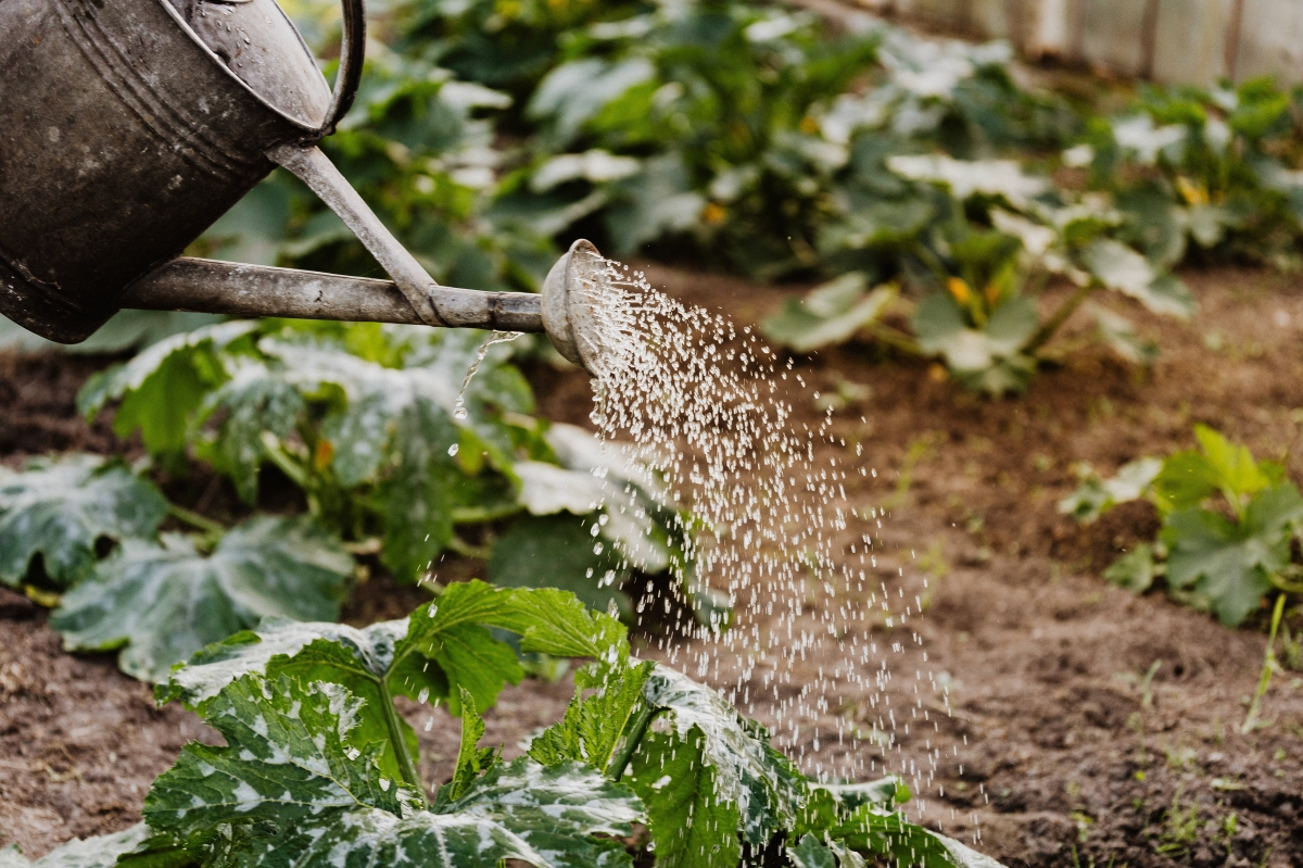 how to use beer as fertilizer