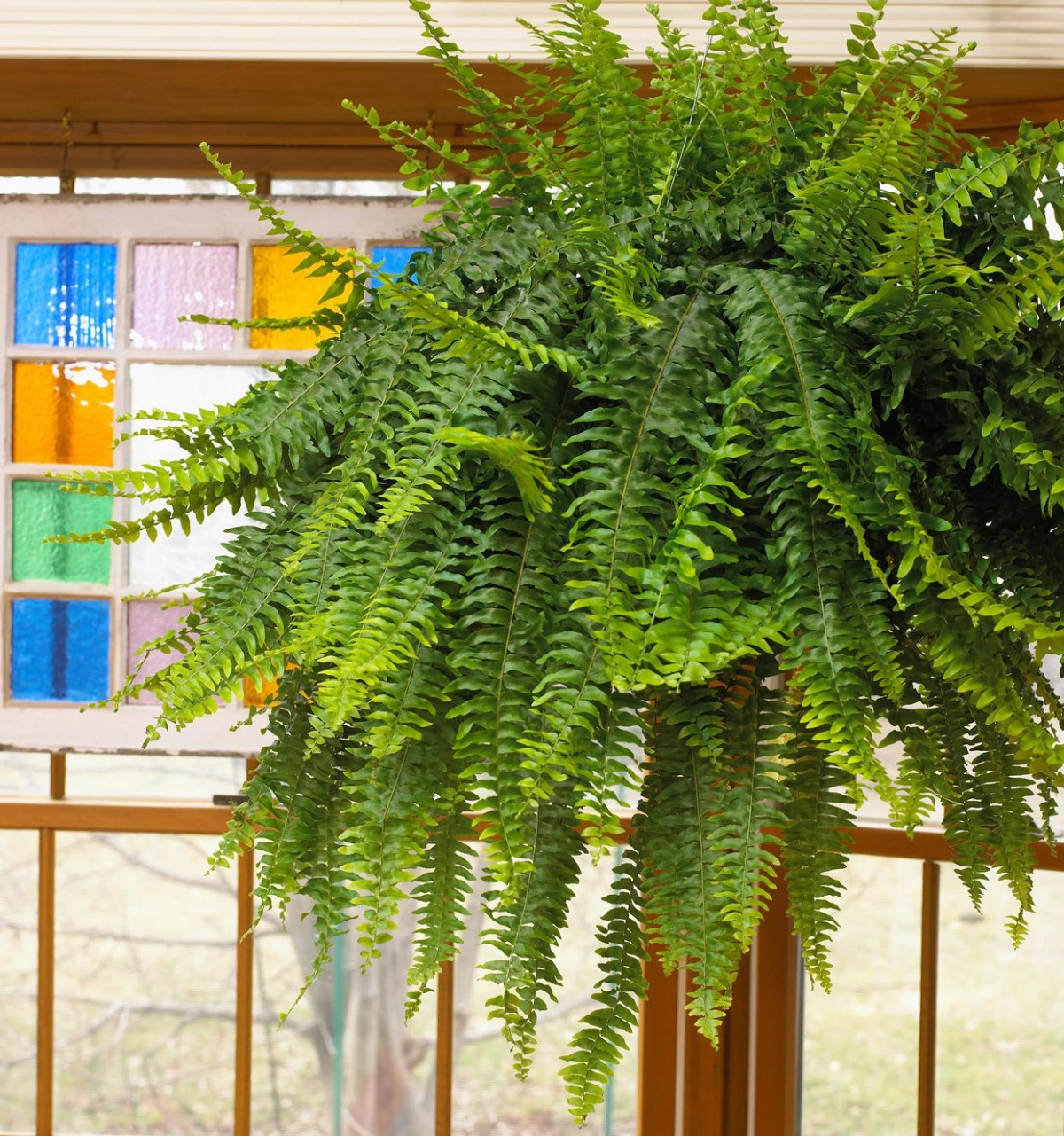 humidity absorbing houseplants bosten fern