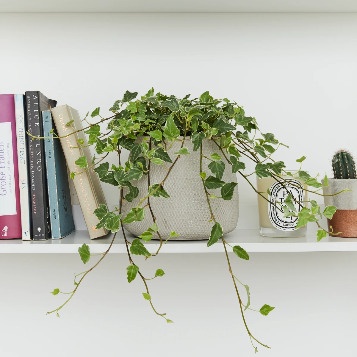 humidity absorbing houseplants english ivy trailing from bookshelf