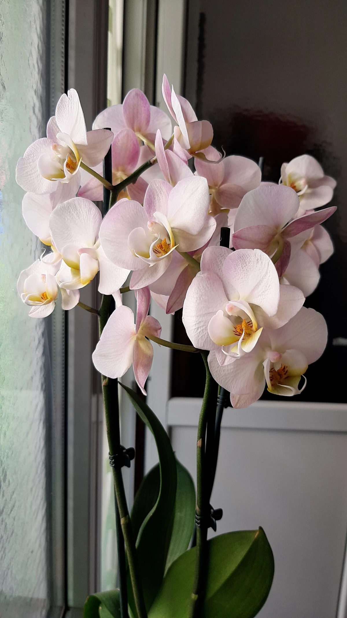 humidity absorbing houseplants pink orchid by the window