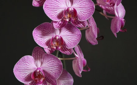 humidity absorbing houseplants pink orchid in a pot