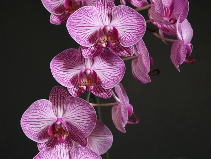 humidity absorbing houseplants pink orchid in a pot