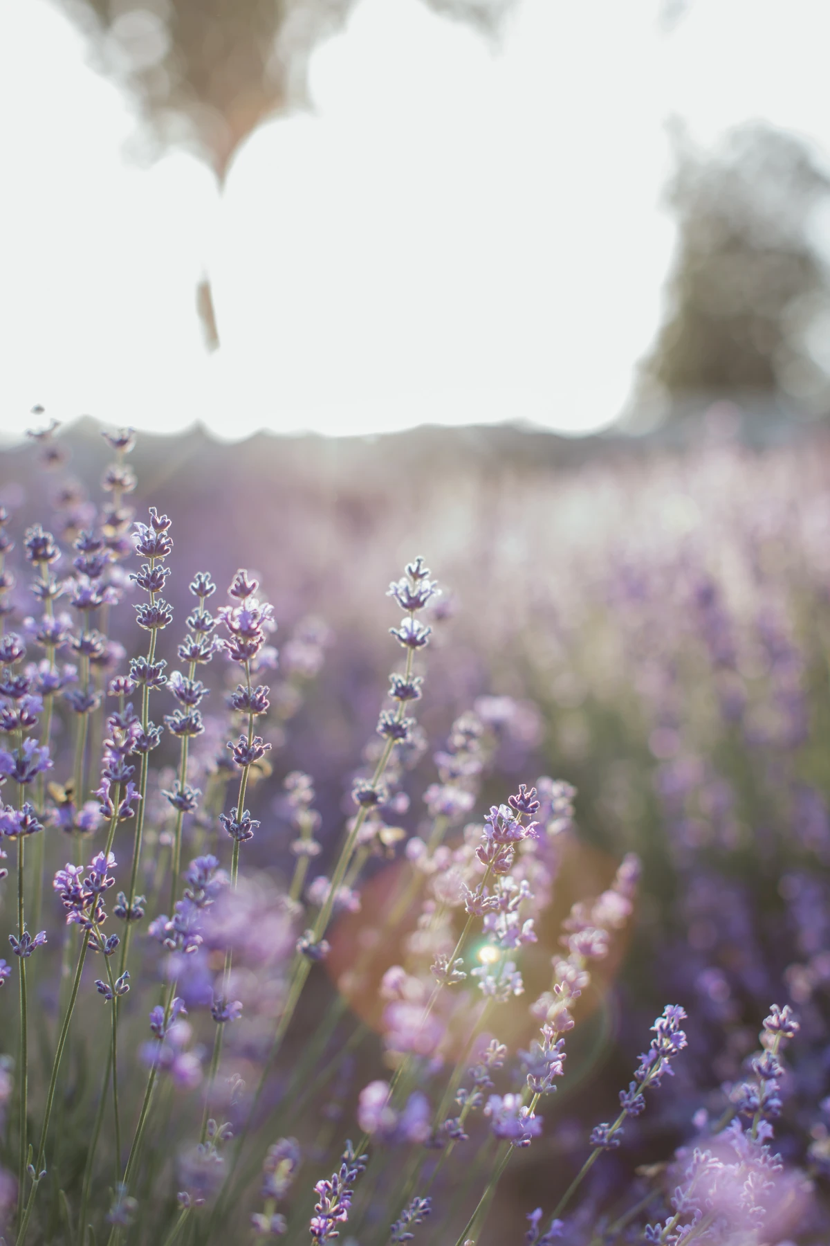 lavender growing in garden