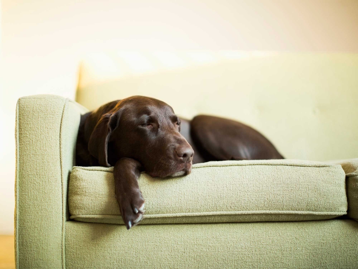 Fur-Free Home: 7 Effective Methods for Tackling Pet Hair