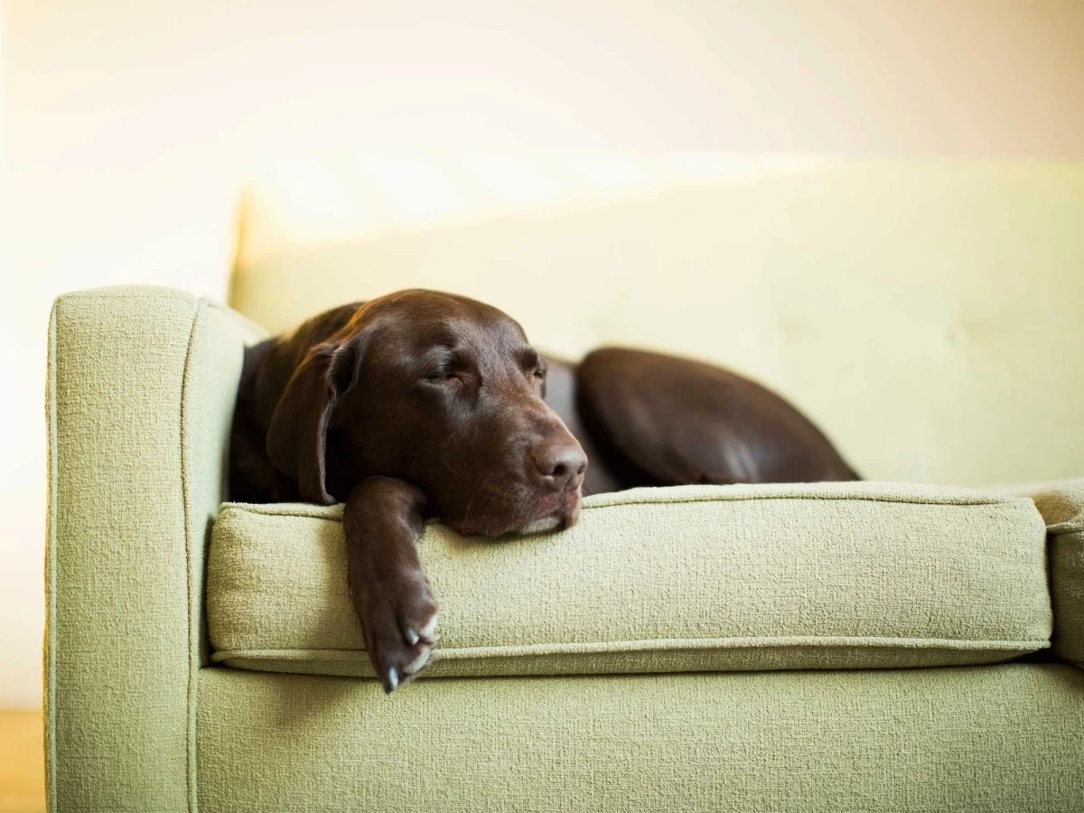 managing pet hair