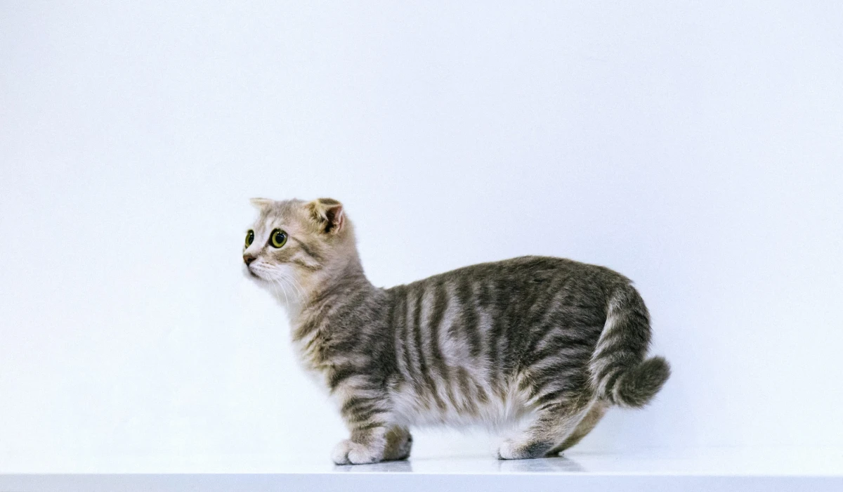 munchkin cat in gray