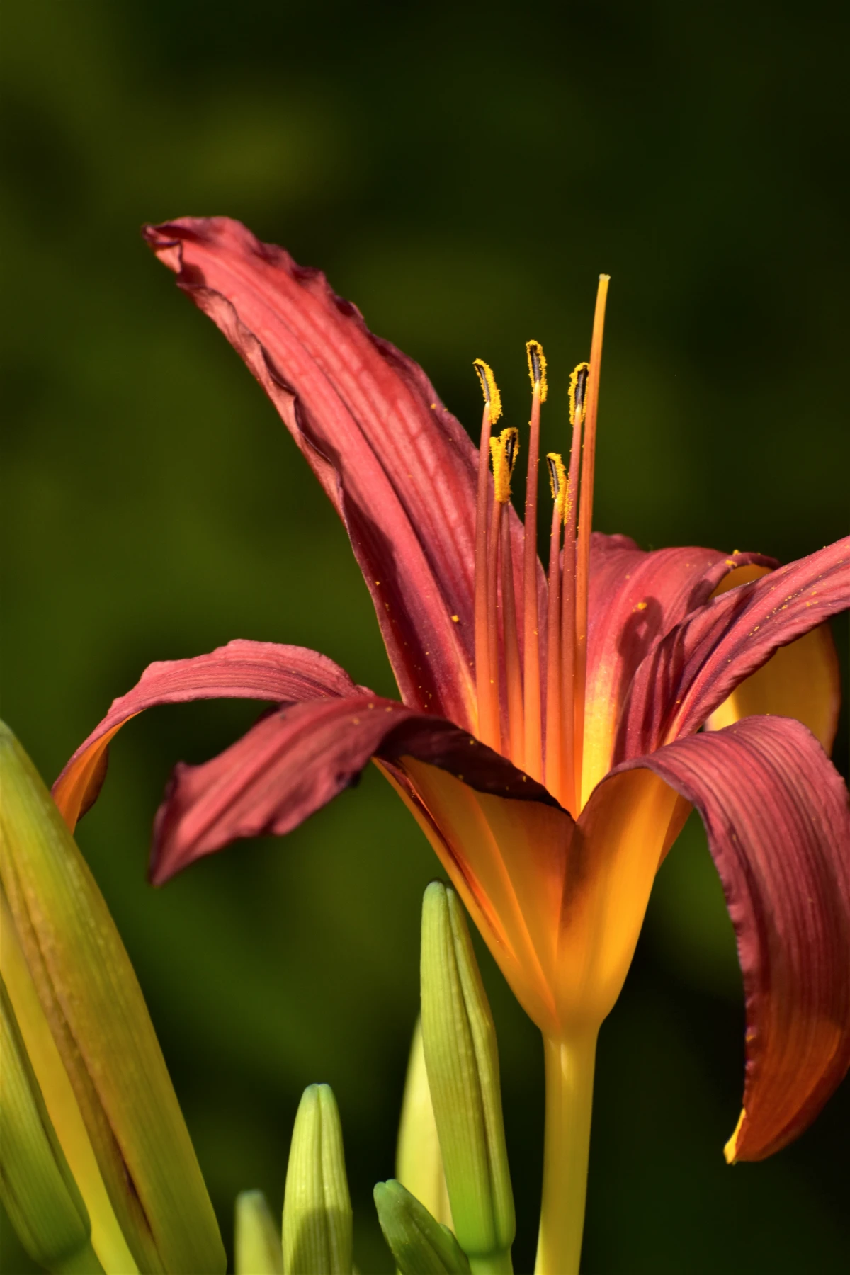 orange and red daylily