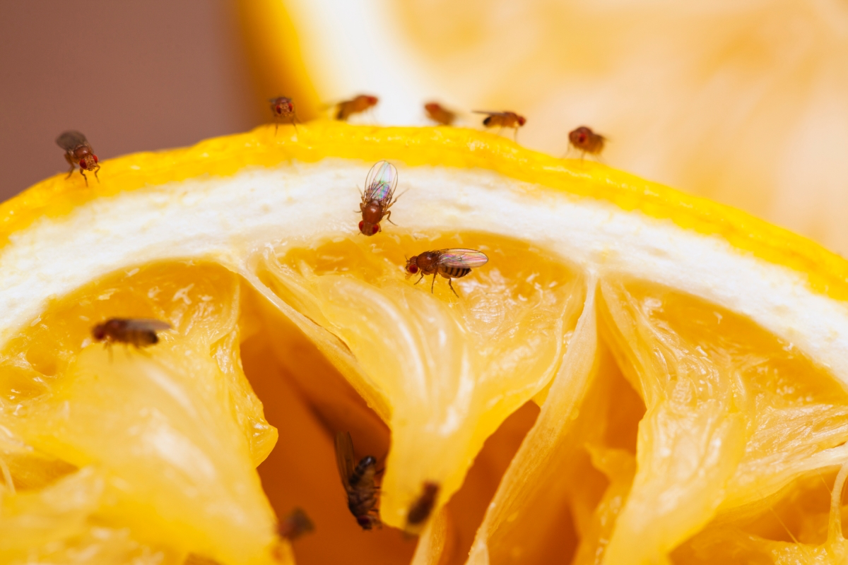 other ways to use beer fruit flies