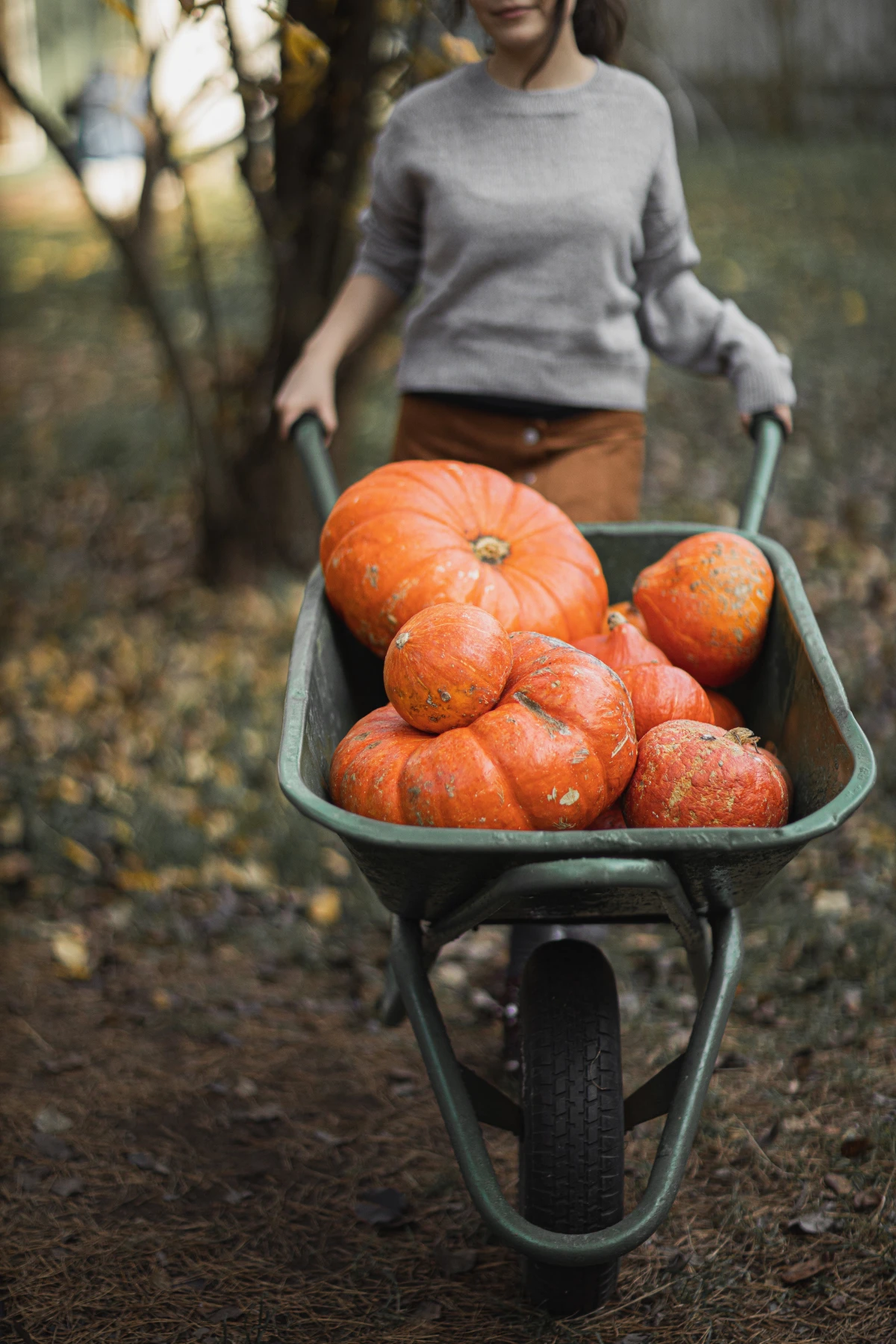 pumpkins in a wheel barrol